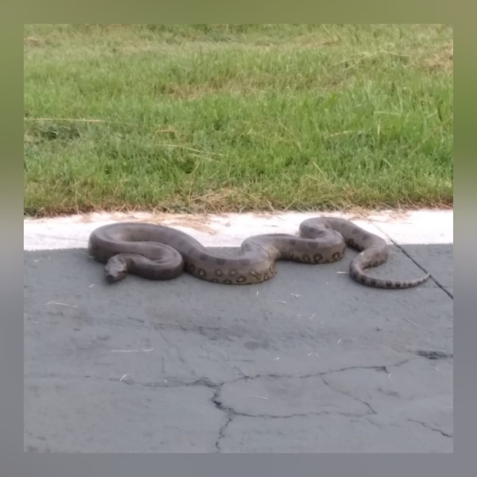 Cobra sucuri foi encontrada nas proximidades do Aeroporto Marechal Rondon