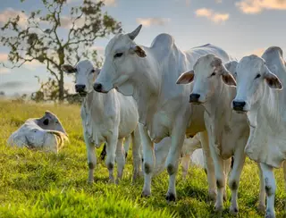Febre aftosa: 16 estados do Brasil e o DF não precisam mais vacinar bovinos contra a doença