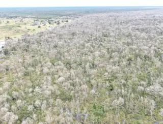 Após denúncia do Fantástico, MT vai usar Inteligência Artificial para coibir crimes ambientais no Pantanal
