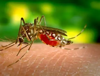MT receberá primeira remessa da vacina contra a dengue; veja lista de municípios