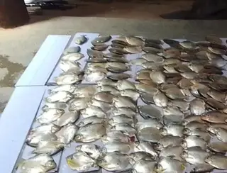 Sema apreende 119 kg de peixes de espécies proibidas e fora da medida em Santo Antônio de Leverger
