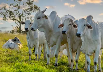 Febre aftosa: 16 estados do Brasil e o DF não precisam mais vacinar bovinos contra a doença