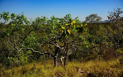 MT registra queda de 18% na taxa de desmatamento no Cerrado