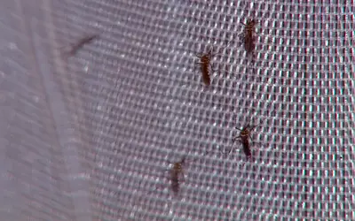 Brasil passa por surto de dengue enquanto atrasa metas de saneamento básico; entenda