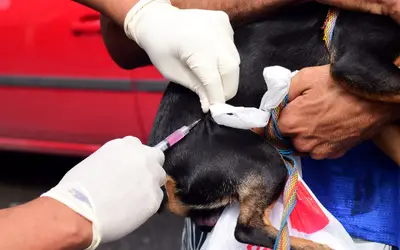 Abril Laranja: vacinação antirrábica gratuita para cães e gatos começa nesta segunda (29) em Cuiabá