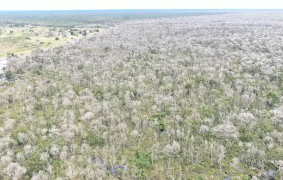 Após denúncia do Fantástico, MT vai usar Inteligência Artificial para coibir crimes ambientais no Pantanal