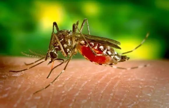 MT receberá primeira remessa da vacina contra a dengue